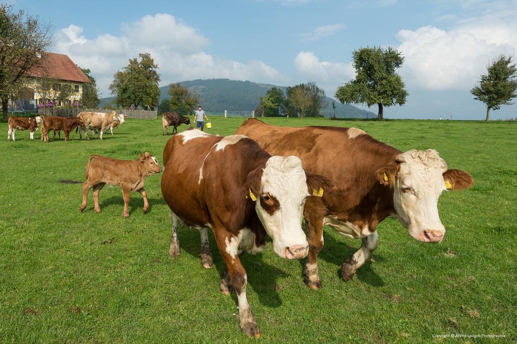 Weslhof Villa Attersee Dış mekan fotoğraf